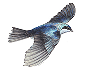 Hawk-eyed songbirds